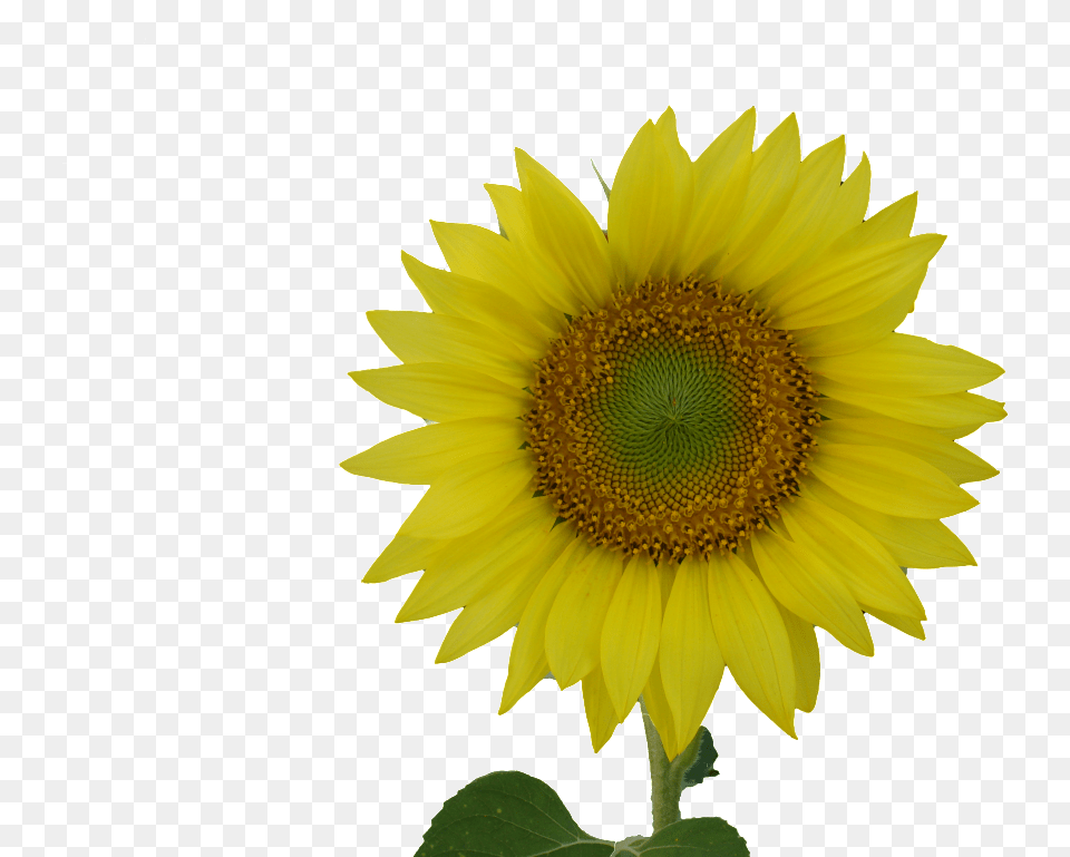 Sunflower Clip Art, Flower, Plant Free Png Download
