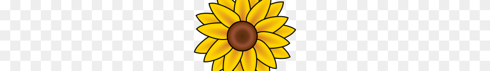 Sunflower Clip Art Bear Clipart House Clipart Online Download, Daisy, Flower, Plant, Petal Png