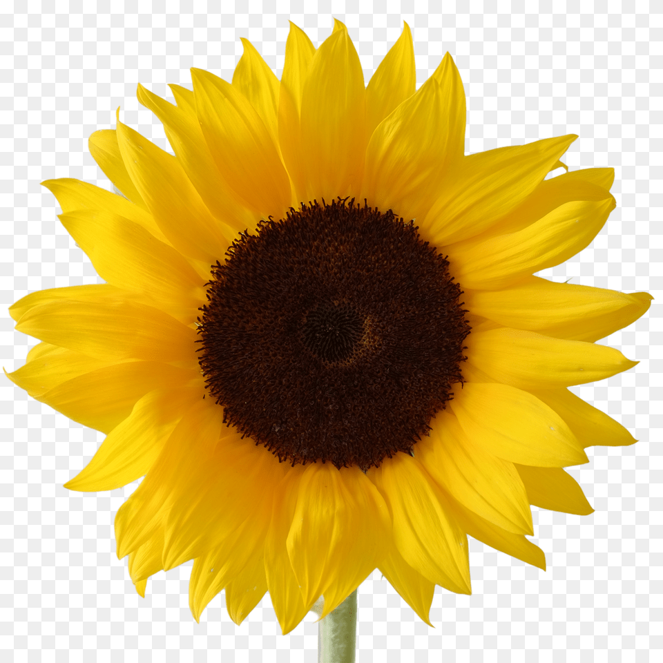Sunflower Clip Art Black, Flower, Plant Free Png