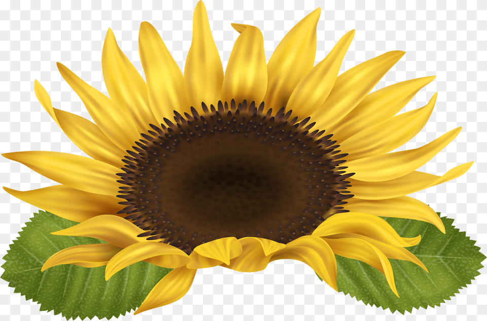 Sunflower Clip Art Gallery High Quality Transparent Clip Art Sunflower Free Png