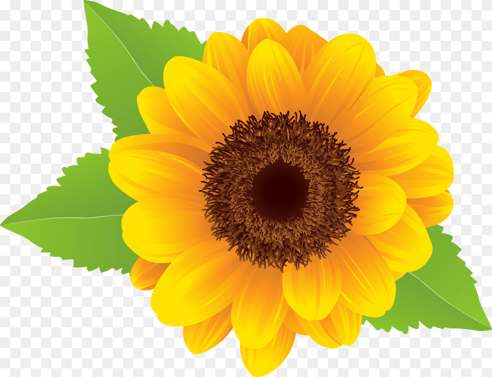 Sunflower Clip Art Image Free Transparent Png