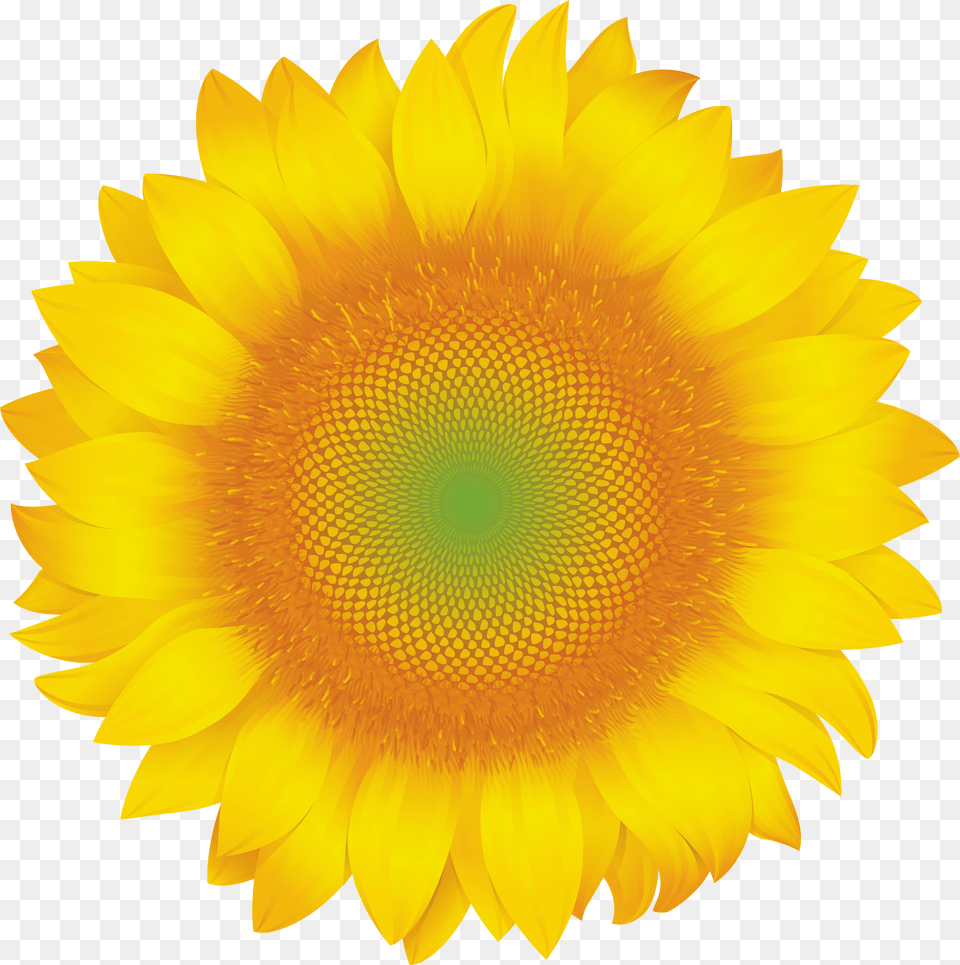 Sunflower Clip Art Yellow Daisy Flower Transparent Png Image