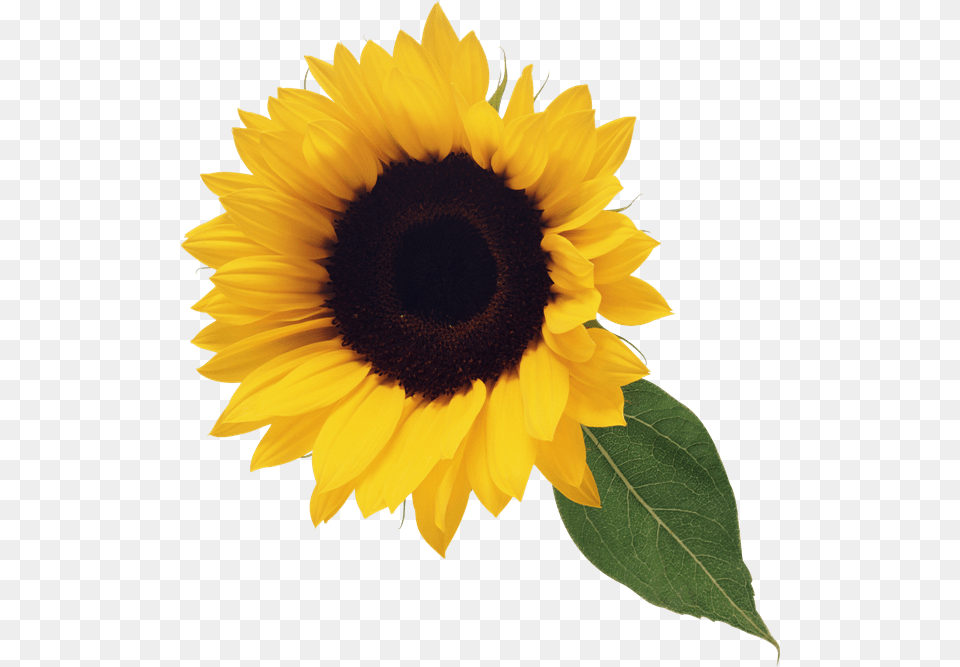 Sunflower Clip Art M Gardening Flower And Vegetables, Plant Free Png Download