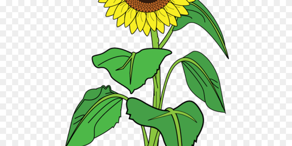 Sunflower Clipart, Flower, Plant, Person Png Image