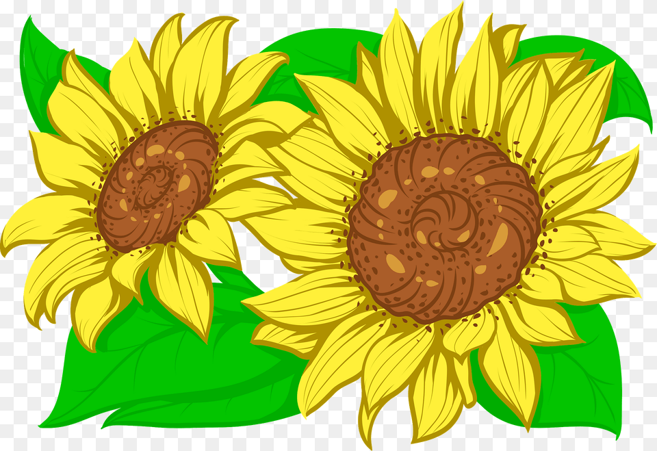 Sunflower Clipart, Flower, Plant Png Image