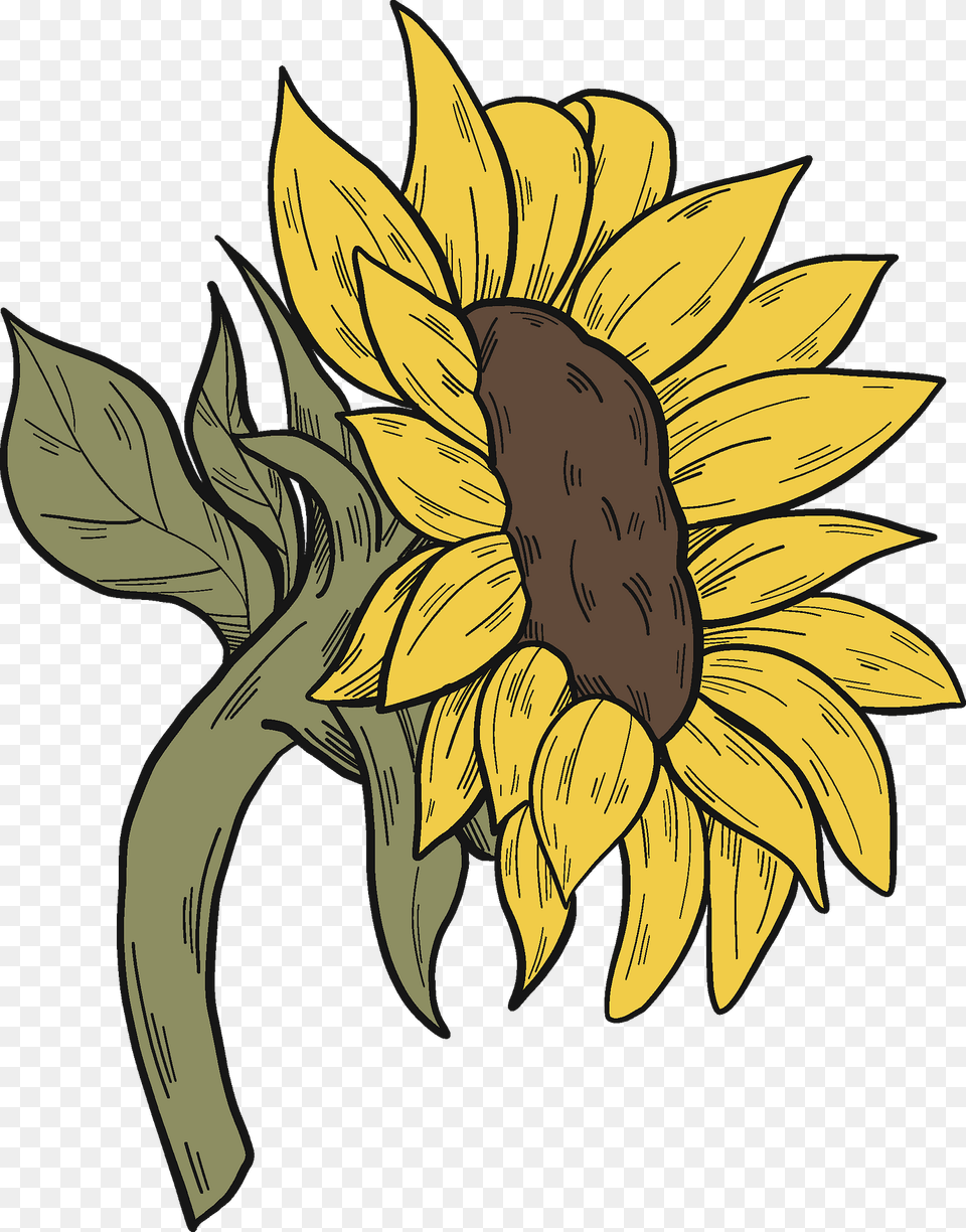 Sunflower Clipart, Flower, Plant, Person, Face Png Image