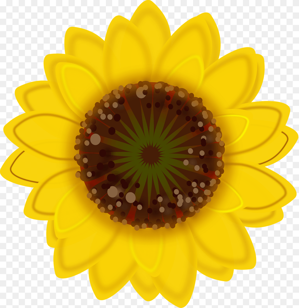 Sunflower Clipart, Flower, Plant, Daisy, Accessories Free Png Download