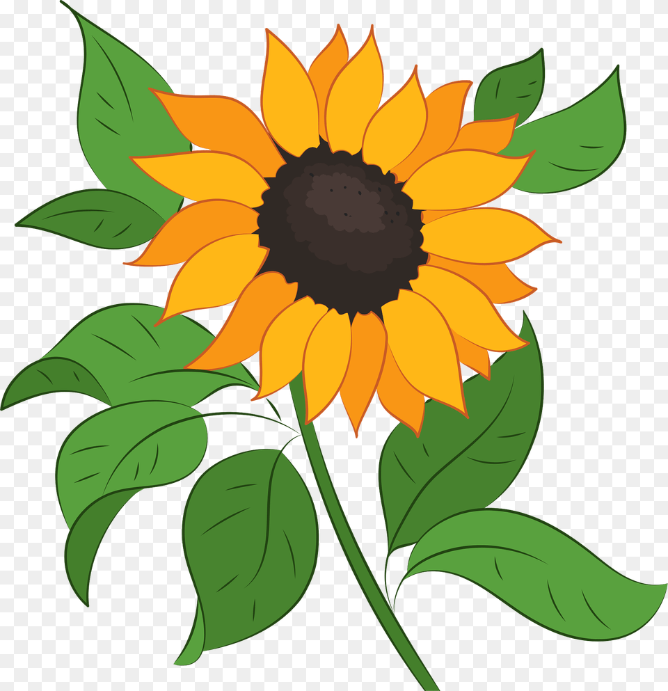 Sunflower Clipart, Flower, Plant Png