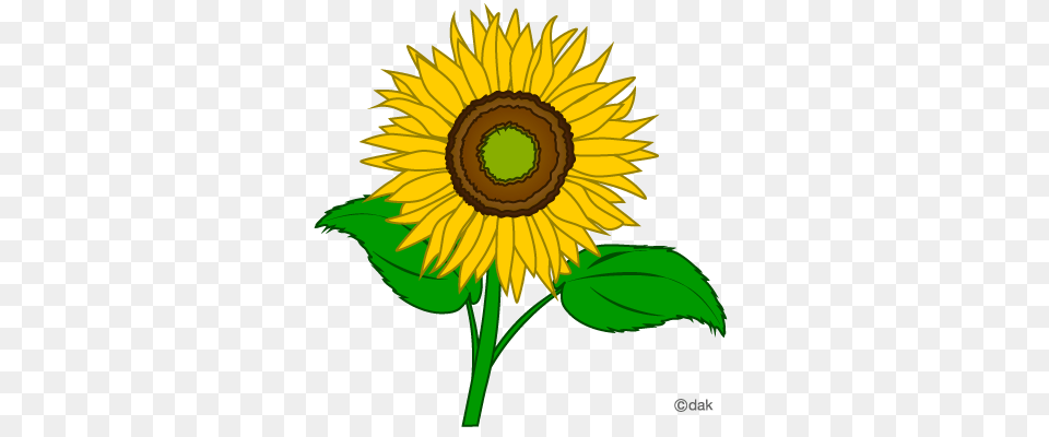 Sunflower Clipart, Flower, Plant Free Png