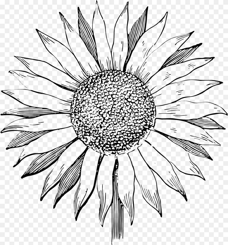 Sunflower Clipart, Flower, Plant, Art, Daisy Png Image