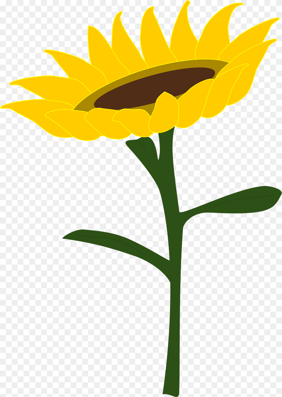 Sunflower Clipart, Flower, Plant Png