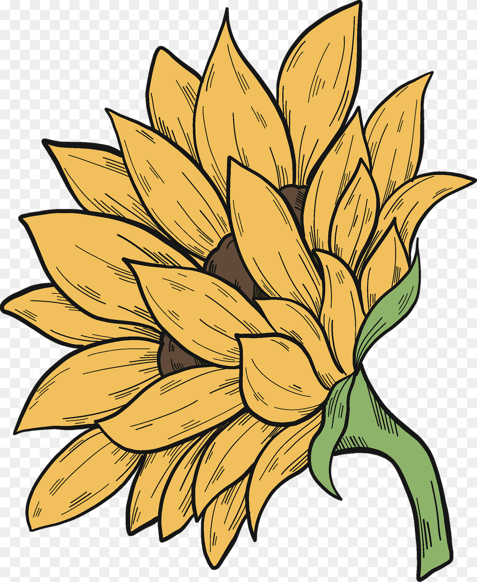 Sunflower Clipart, Plant, Flower, Dahlia, Shark Free Png