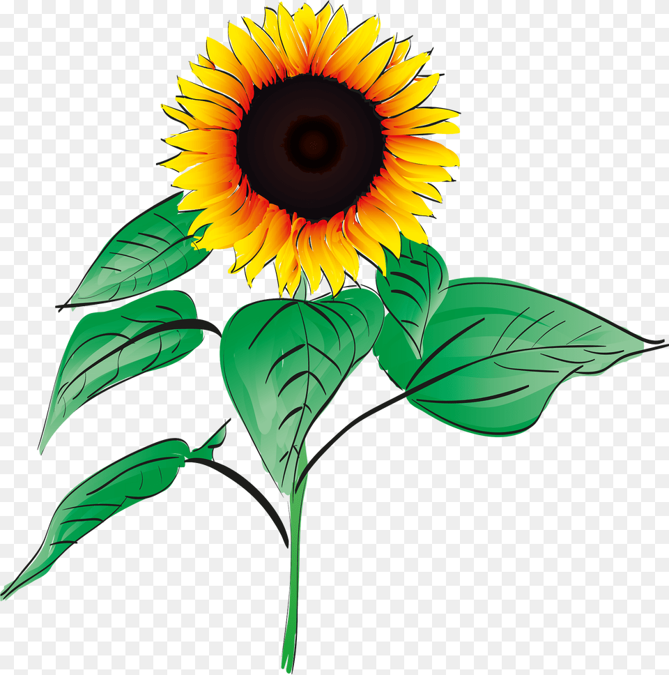 Sunflower Clipart, Flower, Plant Png