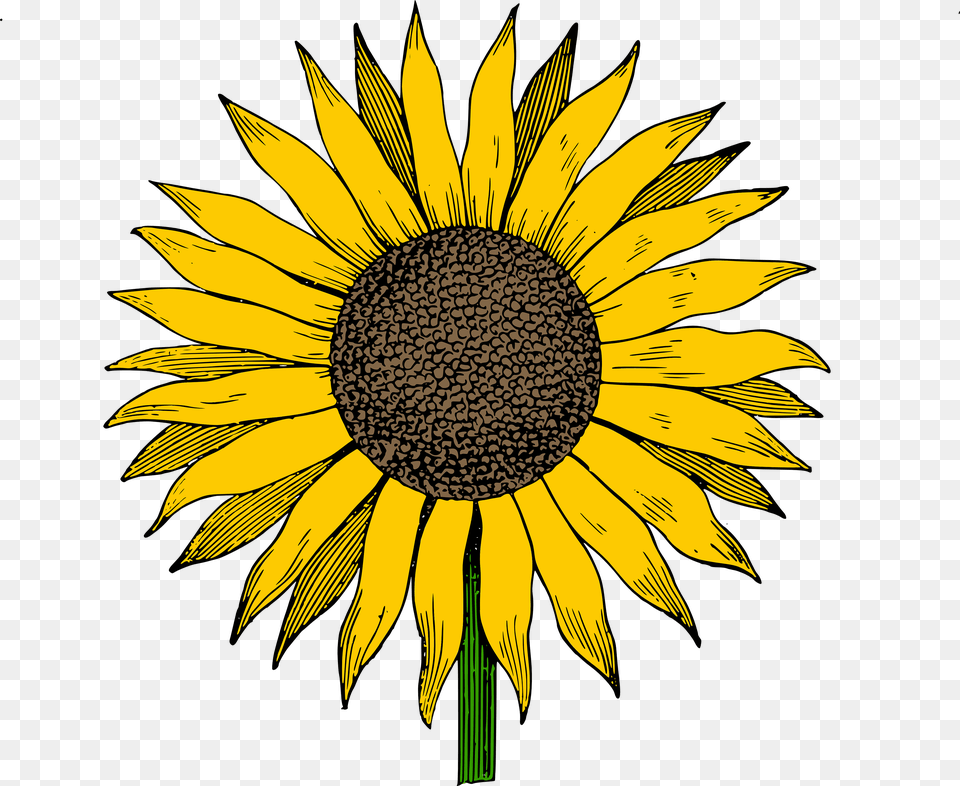 Sunflower Clipart, Flower, Plant Free Png Download