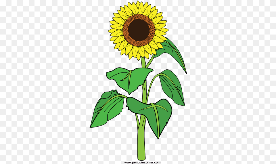 Sunflower Clipart Icons And Backgrounds Clipart Of A Sunflower, Flower, Plant, Person Png Image