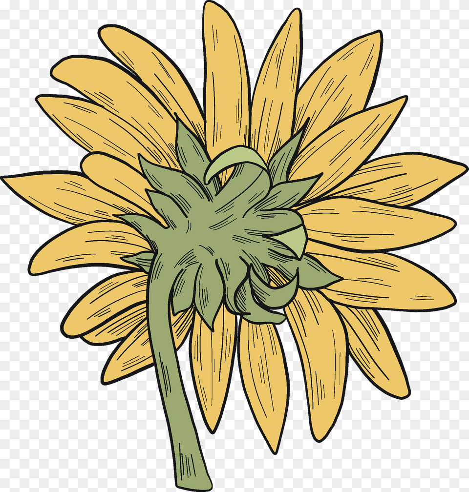 Sunflower Clipart, Flower, Plant, Daisy Free Png Download