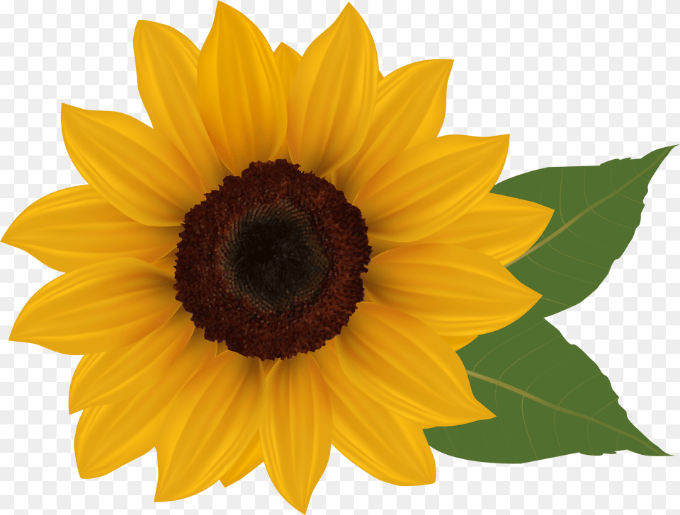 Sunflower Clipart Background Sunflower, Architecture, Person, People, Crowd Png Image