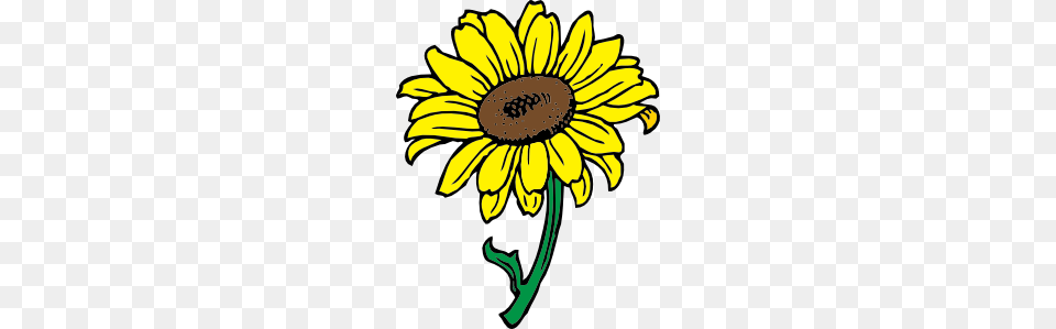 Sunflower Clipart Black And White, Daisy, Flower, Plant, Dynamite Free Png Download