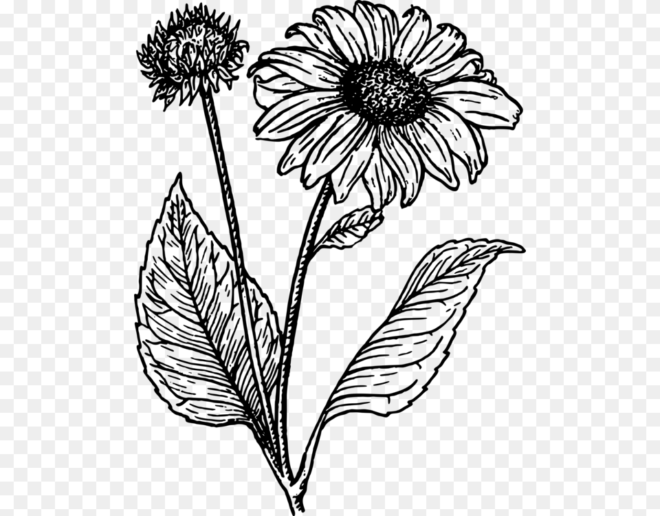 Sunflower Clipart Black And White Sunflower Line Drawing, Gray Free Png