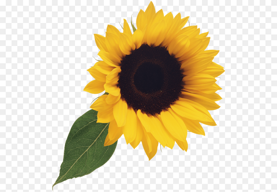 Sunflower Clipart Clear Background Sunflower Clipart, Flower, Plant Png Image