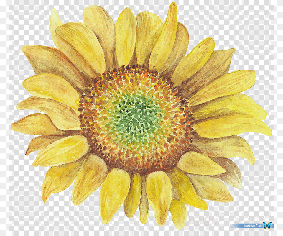 Sunflower Clipart Clip Art, Flower, Plant Free Png