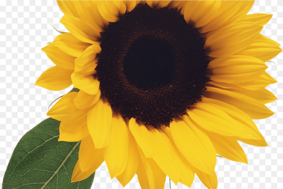 Sunflower Clipart Clipartpost Girasol Mas Hermoso, Flower, Plant, Person, Head Free Png