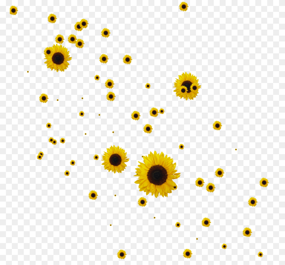 Sunflower Clipart Collection, Flower, Plant, Daisy, Petal Png Image
