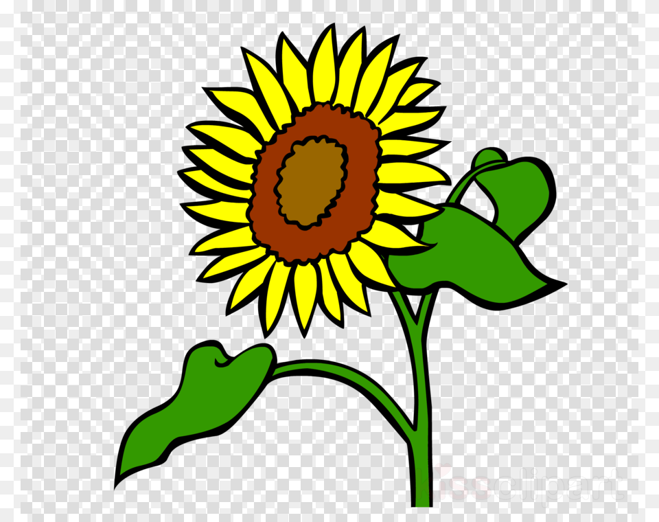 Sunflower Clipart Common Sunflower Clip Art Clip Art, Flower, Plant Free Transparent Png