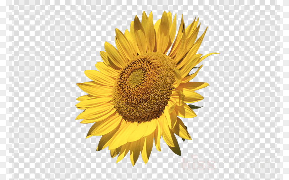 Sunflower Clipart Common Sunflower Clip Art Sunflowers Calendar 2018 16 Month Calendar, Flower, Plant Png