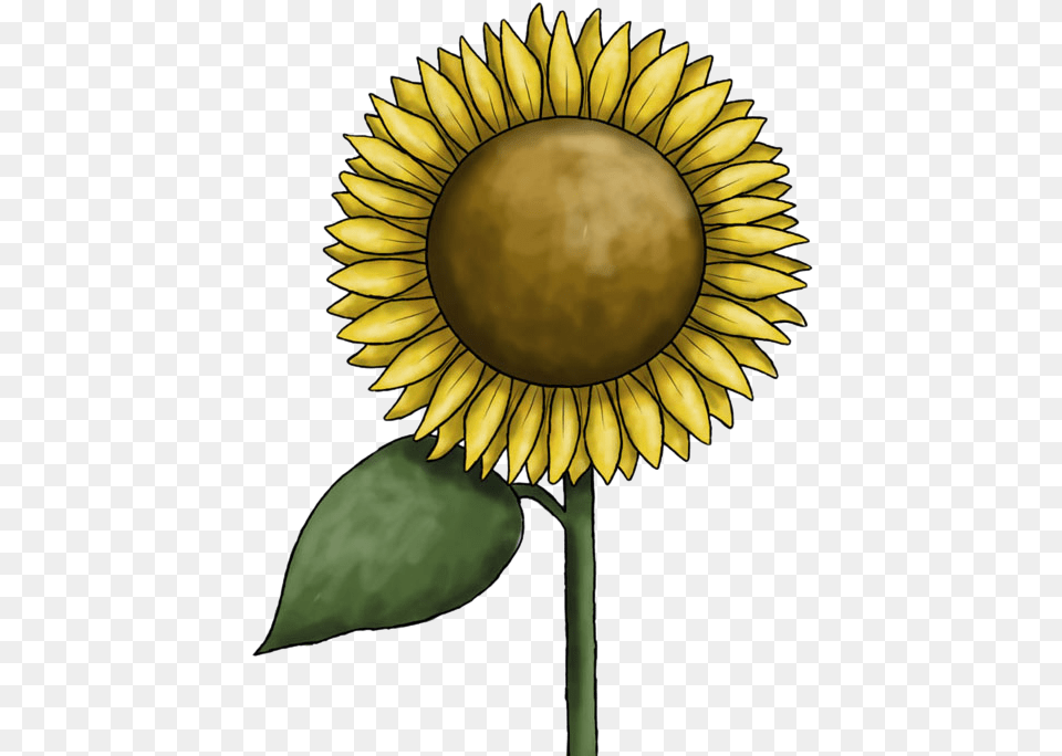 Sunflower Clipart Clip Art, Flower, Plant Free Png Download