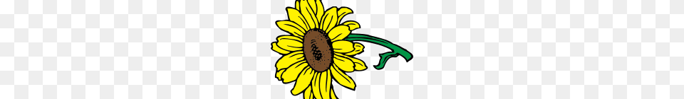 Sunflower Clipart Free Pencil Clipart House Clipart Online Download, Daisy, Flower, Plant, Person Png Image