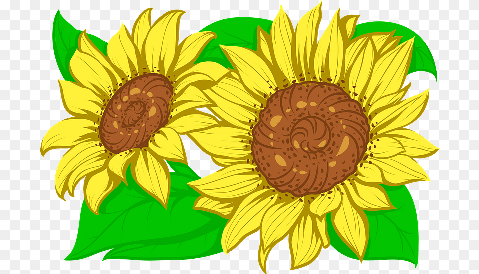 Sunflower Clipart Fresh, Flower, Plant Free Png Download