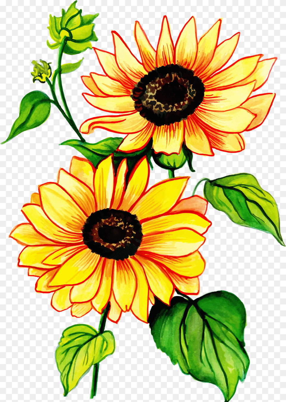 Sunflower Clipart Full Size Clipart Pinclipart Fresh, Daisy, Flower, Plant, Dahlia Png Image