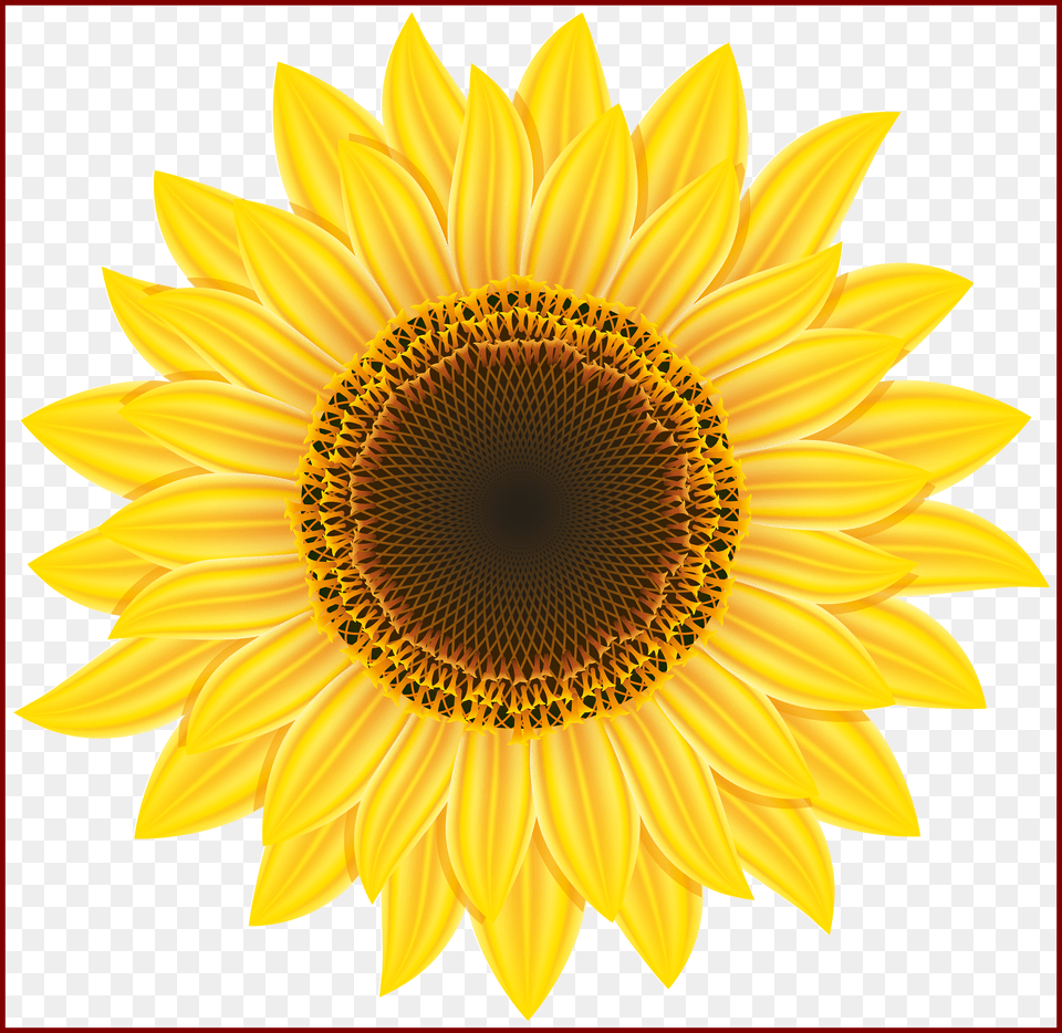 Sunflower Clipart High Res Flower Free Transparent Png