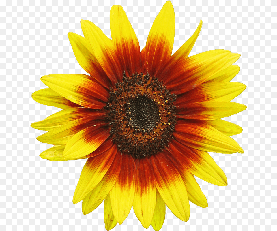 Sunflower Clipart Image 2 Clip Art Sunflower Illustration, Flower, Plant, Daisy Free Transparent Png