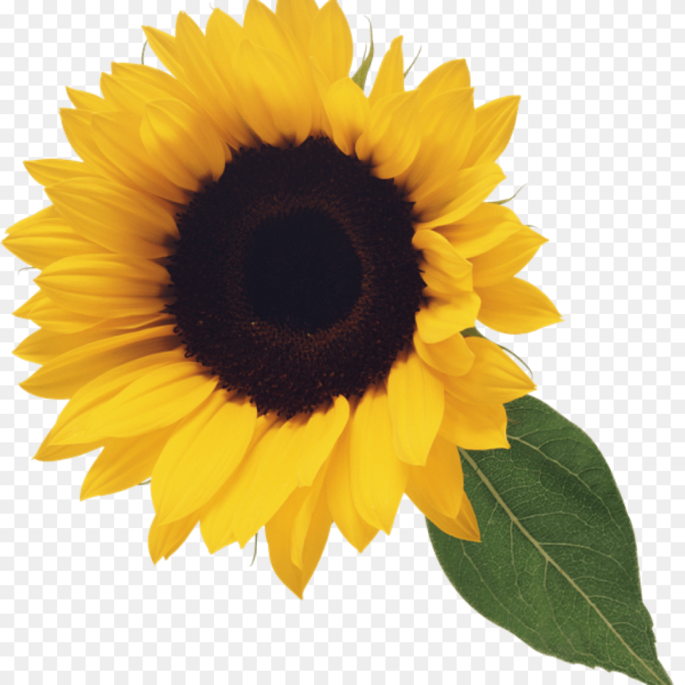 Sunflower Clipart Image Computer, Flower, Plant Free Png