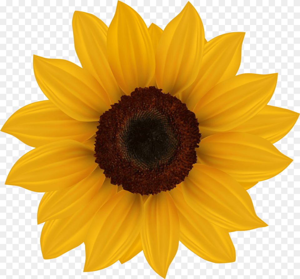 Sunflower Clipart Image Flower Clip Art Sunflower, Plant, Daisy Free Png