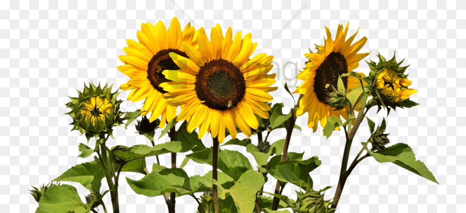 Sunflower Clipart Image With Sunflowers, Flower, Plant Png