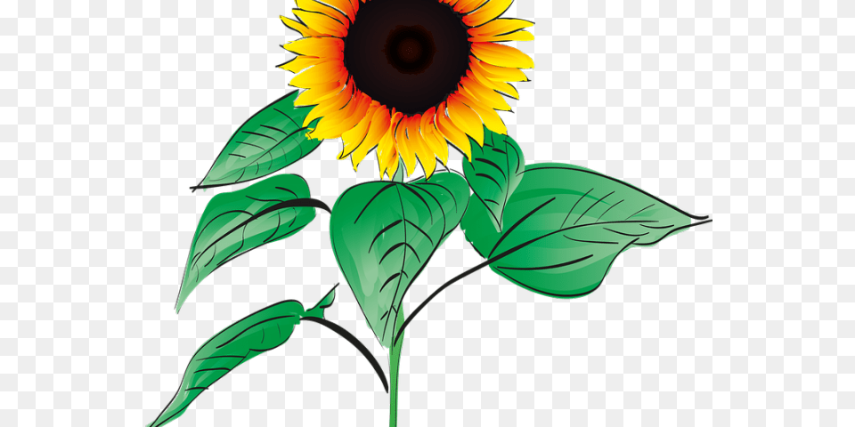 Sunflower Clipart Root Sunflower Get Well Soon, Flower, Plant, Person Free Png Download