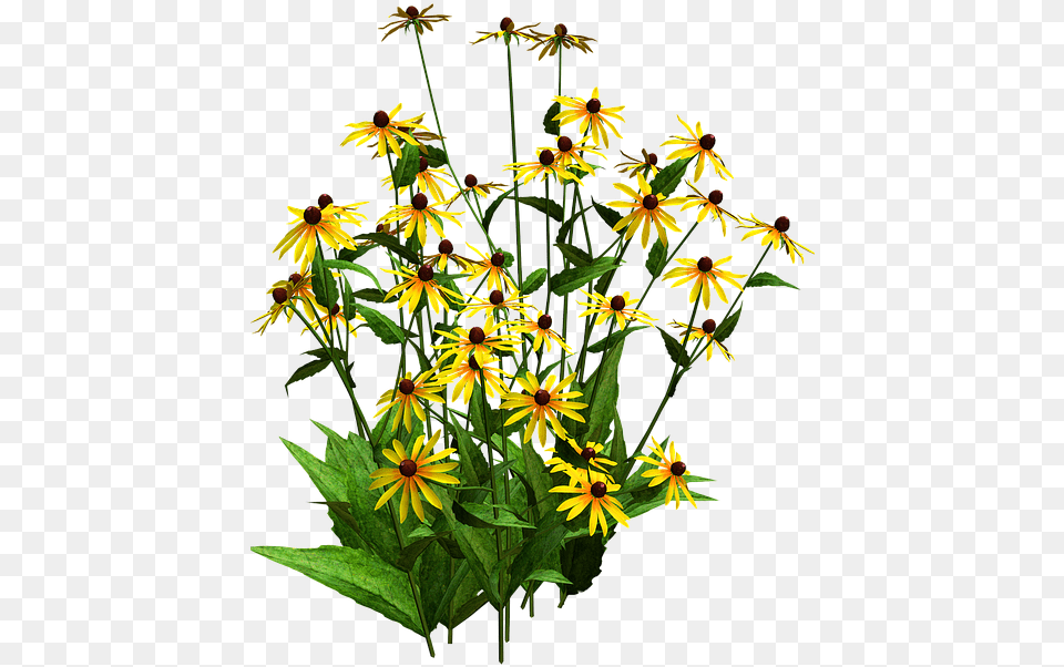 Sunflower Clipart Shrub Black Eyed Susan Blackeyed Susan Flower, Daisy, Plant, Flower Arrangement, Leaf Png Image