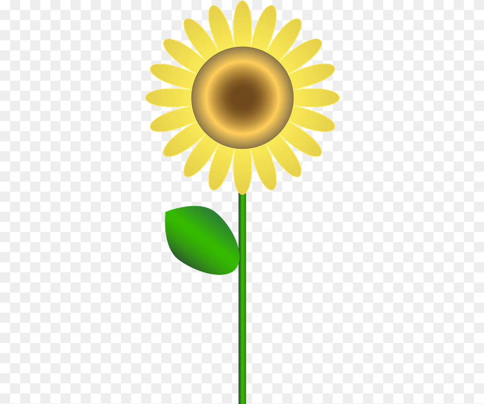 Sunflower Clipart Sun Flower Clipart, Daisy, Plant Free Png Download