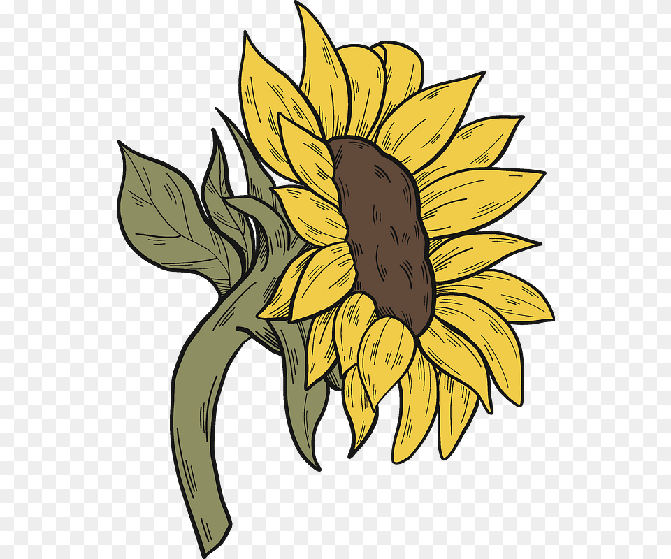 Sunflower Clipart Sunflower, Flower, Plant, Person, Face Png