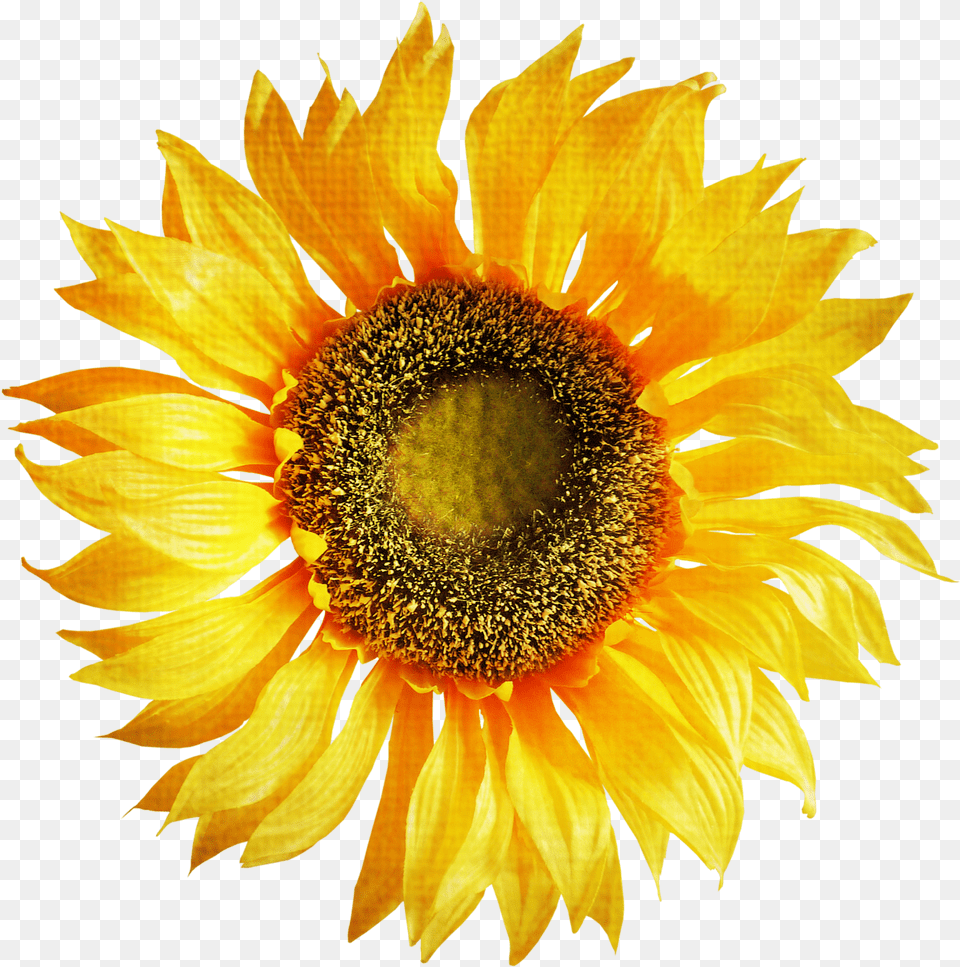 Sunflower Clipart Sunflower Art Transparent, Flower, Plant Free Png Download