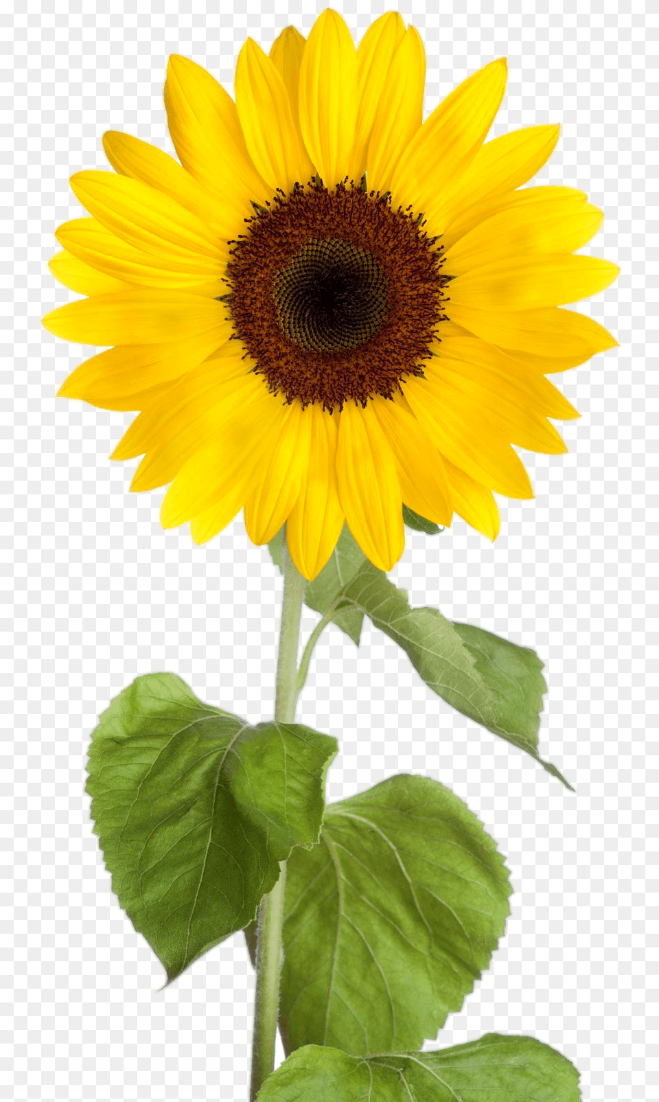 Sunflower Clipart Transparent Background Sunflower Clipart, Flower, Plant Free Png Download