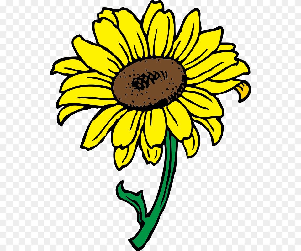 Sunflower Clipart Background Sunflower Flower Clip Art, Daisy, Plant Free Transparent Png
