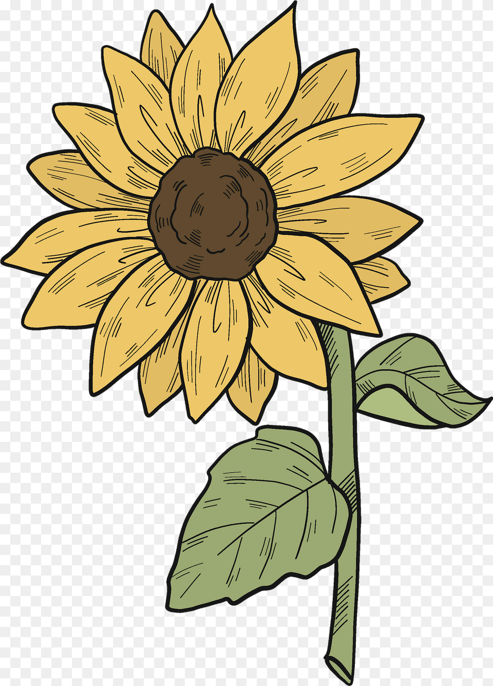 Sunflower Clipart Transparent Creazilla Sunflower 11 Petals Clipart Black And White, Flower, Plant, Person, Head Free Png