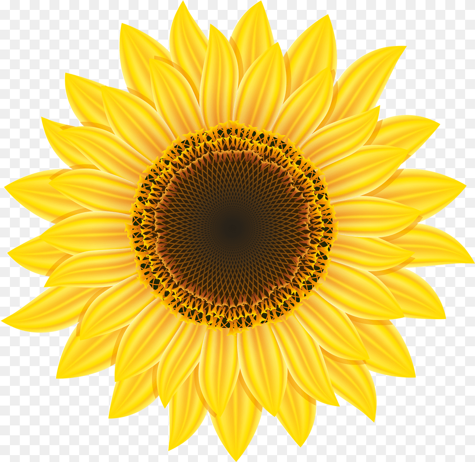 Sunflower Clipart Transparent Sunflower Clipart Png Image