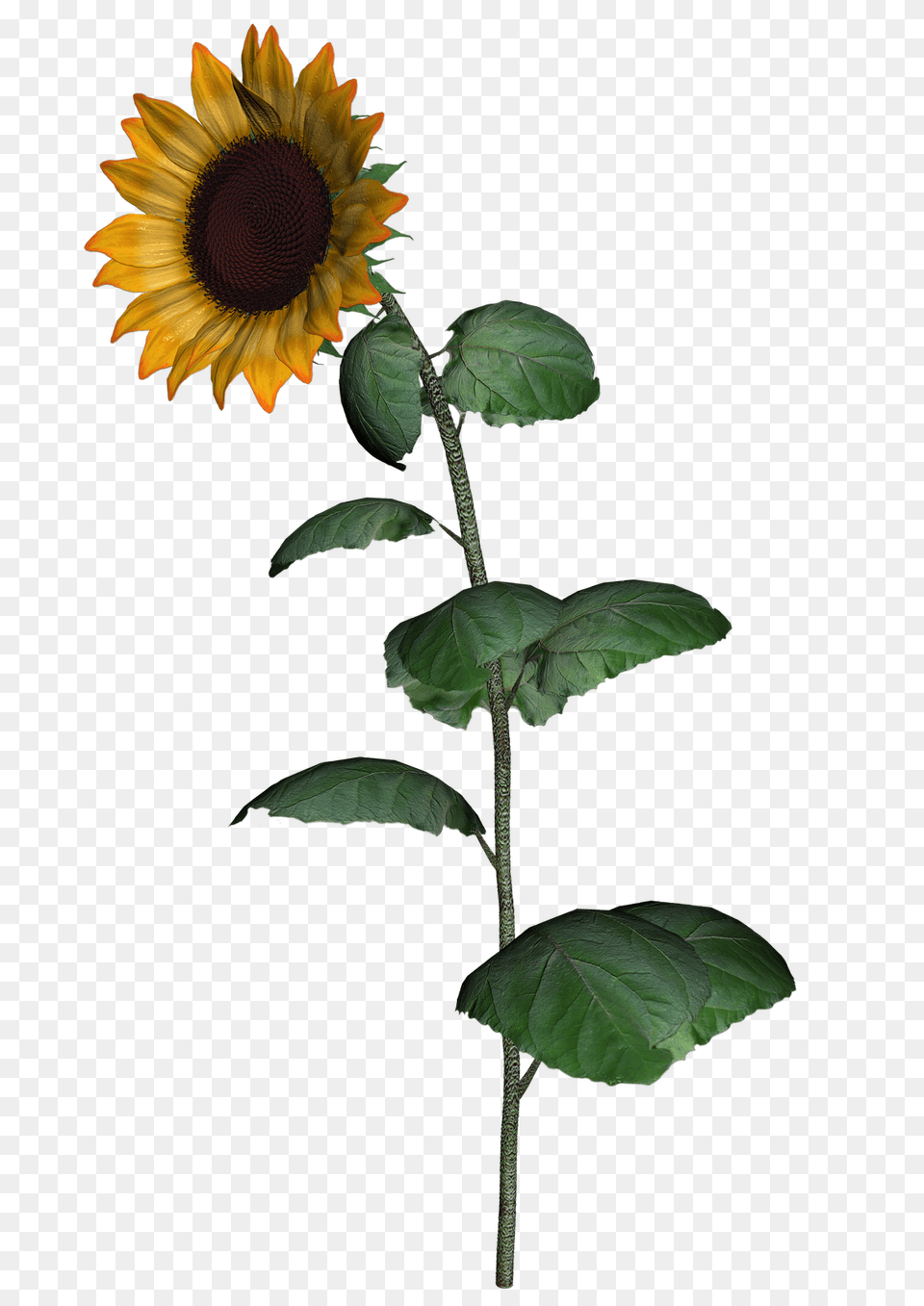 Sunflower Clipart With Leaf Images Sunflower Stem, Flower, Plant Free Transparent Png