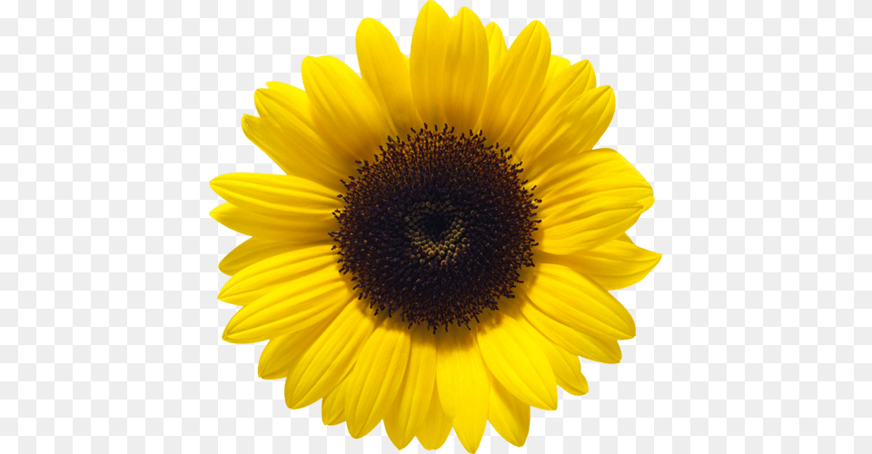 Sunflower Close Up, Flower, Plant, Daisy Png