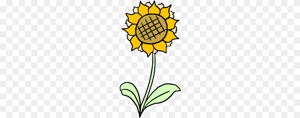 Sunflower Common Sunflower, Flower, Leaf, Petal, Plant Free Transparent Png